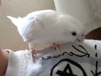 Albino kırmızı göz sultan papağanları
