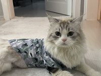 british longhair kediler