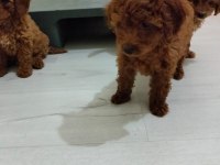 Şecereli Red Brown Kore Toy Poodle Yavruları