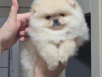 ÜST KALİTE TEACUP ORİJİNAL IRK ERKEK POMERANİAN