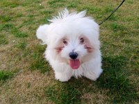 6 aylık erkek maltese terrier aşıları tam eğitimli