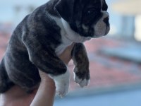 A kalite ingiliz bulldog bebek