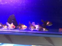 Bu fırsatı kaçırma oranda balığı