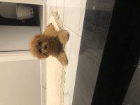 4 Aylık Poodle