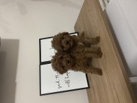 Kore toy poodle dişi yavrularım