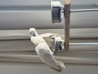 7 aylık çipli kayıtlı ve aşılı kakadu çifti