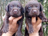 Labrador Yavru Köpeklerim