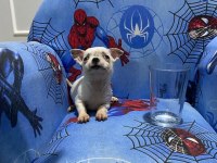 Chihuahua yavruları