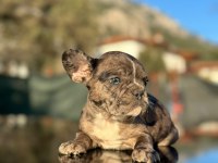 Güzeller güzeli merle ve blue fawn french bulldog yavrular