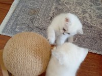Sahiplendirilecek British Shorthair Kedimiz