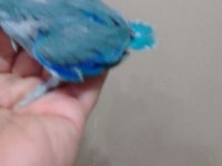 Erkek bebek forpus cep papağanı