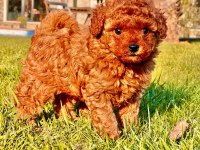 HİPOALERJANİK TOY POODLE BEBEKLERİM