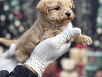 Korea Premium Maltipoo Puppies