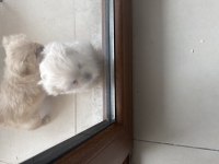 Minik pamuk pekinez köpekler