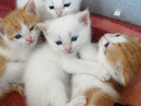 Satılık cins yavru british shorthair