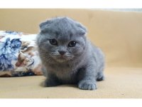 A kalite british shorthair yavrular sahiplendirilecektir