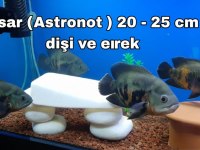 Oscar Artık Akvaryuma Sığmaz Oldu