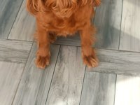 AMERİCAN COCKER DİŞİ