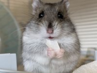 Birbirinden Tatlı Syrian Hamsterlar