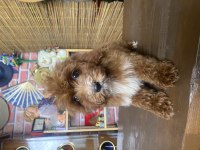MİNİ BOY MALTİPOO OĞLUMUZ