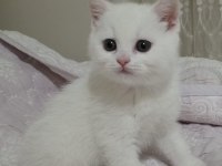 Üst düzey british shorthair bebekler