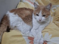 SARMAN DİŞİ KEDİMİZ