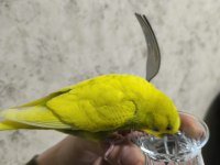 Yetişkin yavru muhabbet kuşları
