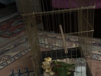 Lori papağanı 6 aylık