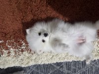 Pomeranian köpeğimiz yuva arıyor