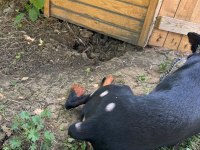 1 yaş erkek doberman