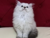Aşılı ve Karneli Safkan British Longhair Erkek Yavru