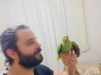 3 aylık yavru Pakistan papağanları