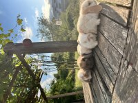 Mini Lop Safkan Tavşan Yavruları