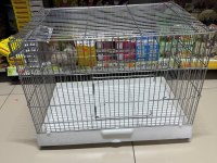 FORPUS YAVRU PAPAĞANLARIM GÖNDERİM SAĞLANIR