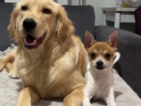 Chihuahua çok sevimli