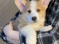 Fci secereli corgi yavruları