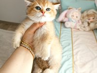British Shorthair Yavrular Teslime Hazır