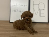TEACUP ERKEK YAVRU TOY POODLE