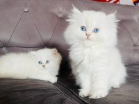 British longhair yavrular