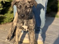 Köpeğimiz Raskal 2,5 aylık aile arıyor
