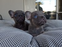 Erkek Blue And Tan İsabella Carrier French Bulldog Yavrular