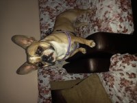 15 aylık dişi french bulldog hiç eşleştirilmemişştir