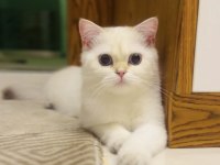 Safkan ny1133 british shorthair erkek