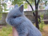 Cüce Tavşan (Netharlend Dwarf)
