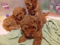 Toy poodle Bebeklerimiz 67 günlük