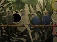 10 Adet Muhabbet Kuşu Yavrusu Toplu Şekilde