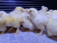 Kümes hayvanları civcivleri
