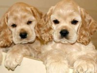 Amerikan Cocker Köpeklerimiz Gelip Görerek Alabilirsiniz