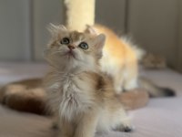 Aşırı Sevecen Sakin Golden Ny11