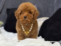 A kalite toy poodle yavrularım